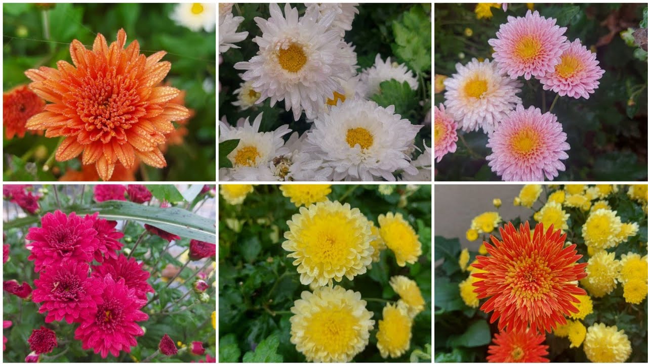 10 రకాల చామంతి పువ్వులు,10 colours of chamanthi flowers