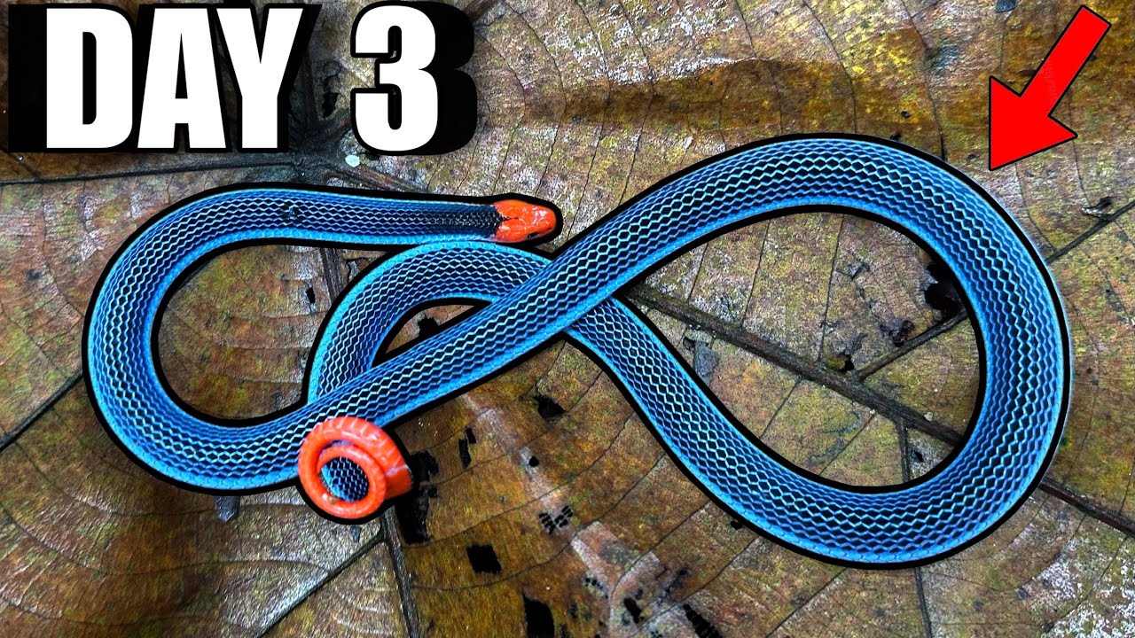 3 Days to Find the Most Beautiful Snake on Earth! (Blue Coral Snake)