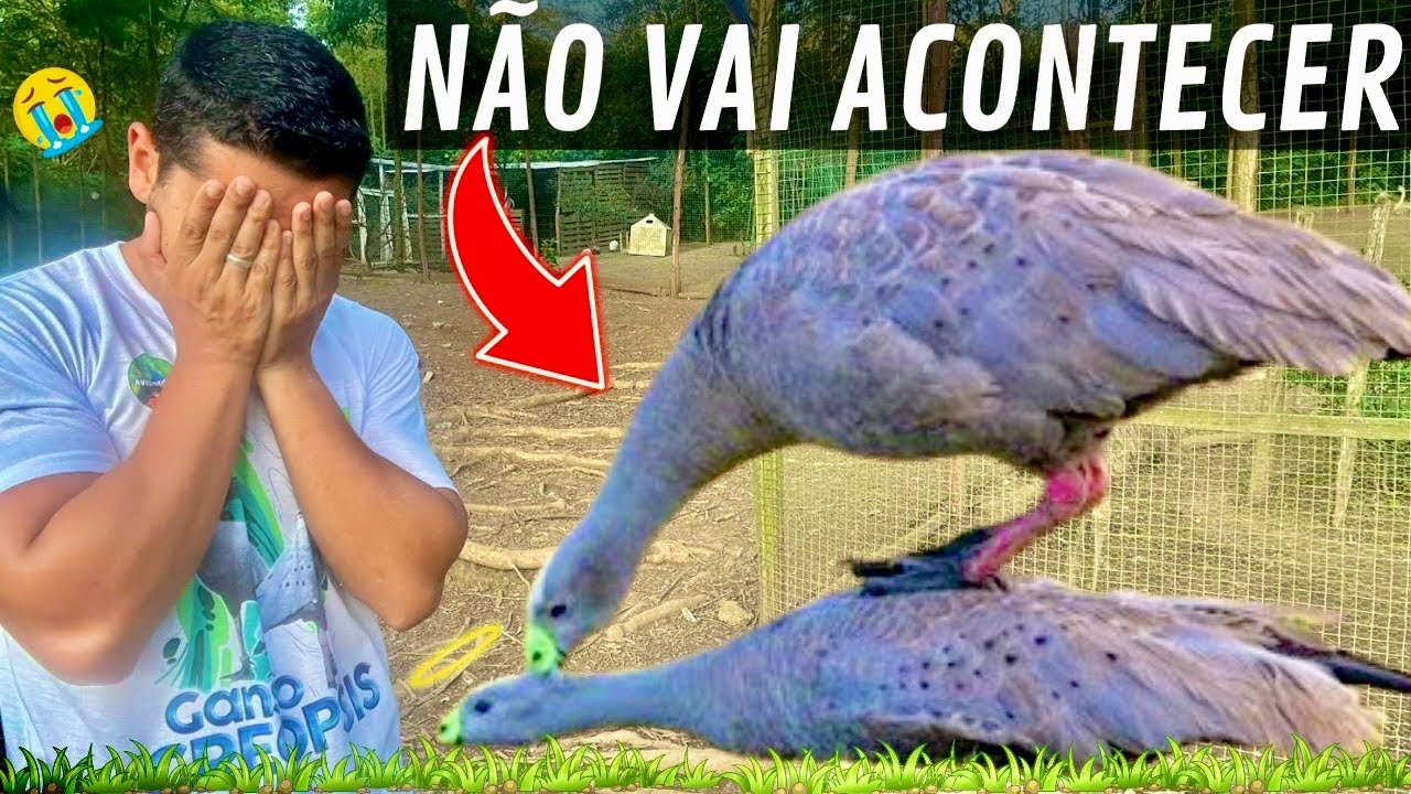 Perdi meu ganso cereopsis | Bicada ganso Canadense | Aves Recriar