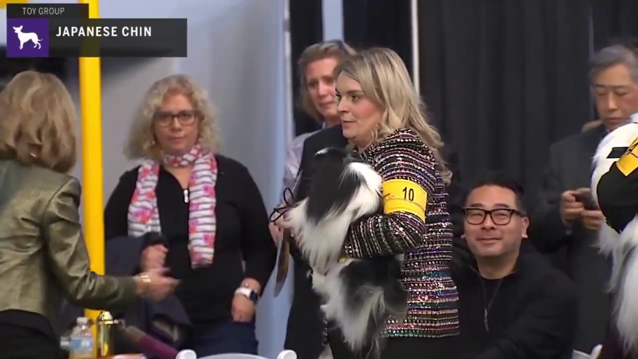 Japanese Chin | Breed Judging 2020