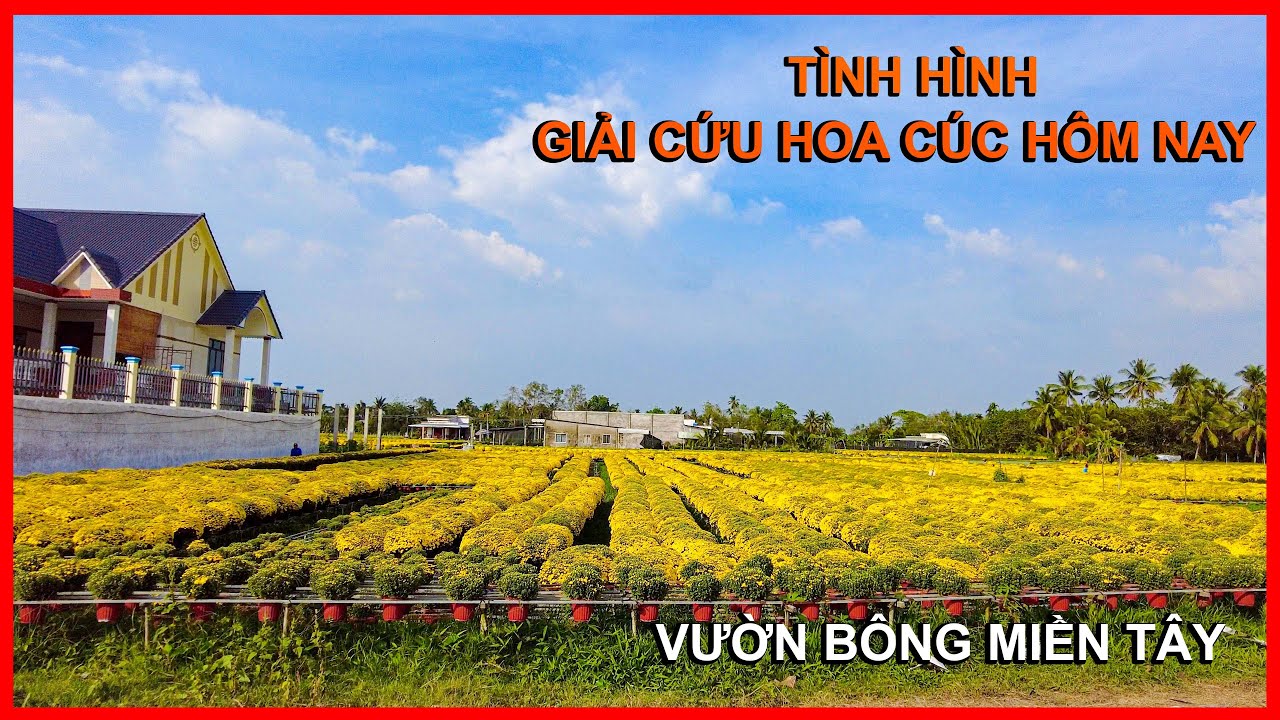 TÌNH HÌNH GIẢI CỨU HOA CÚC MIỀN TÂY HÔM NAY