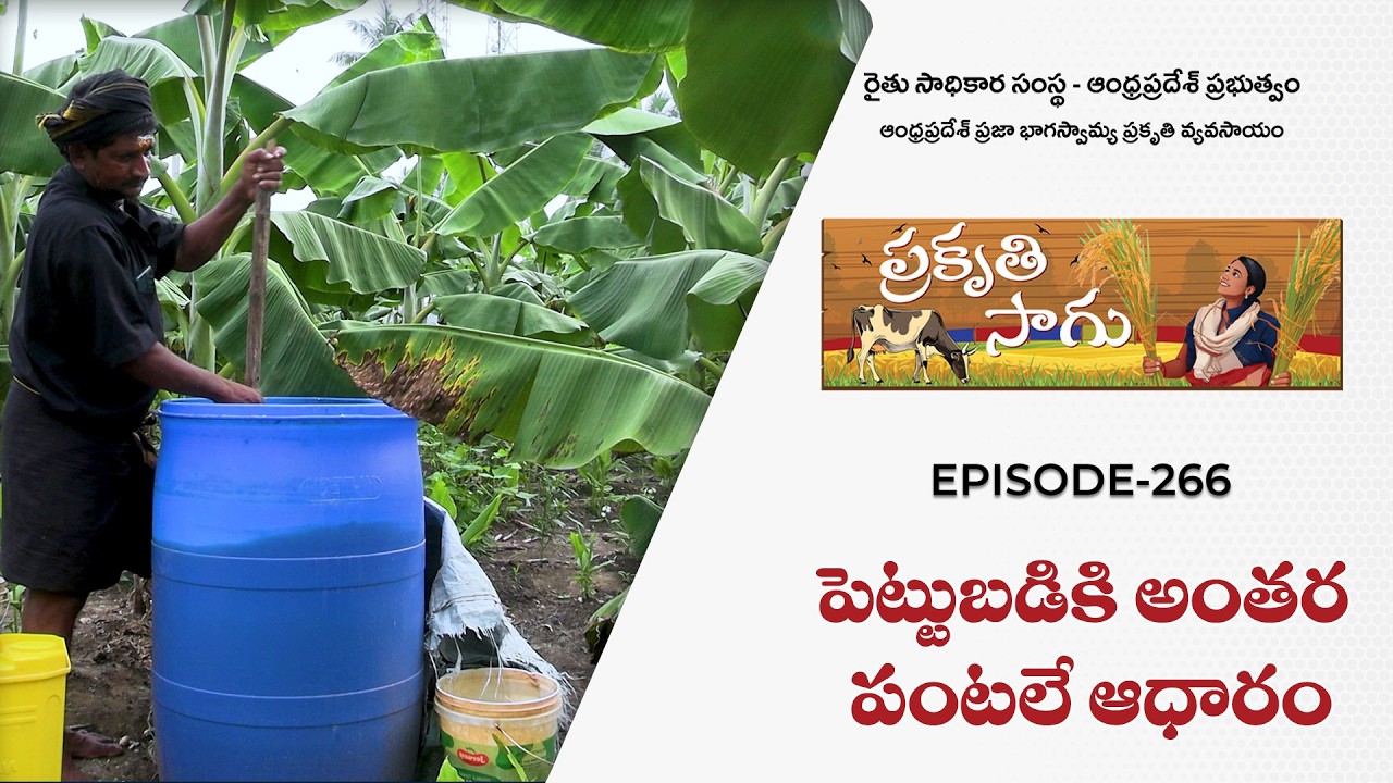 E266 | పెట్టుబడికి అంతర పంటలే ఆధారం | సుంకర వెంకటరావు | తూర్పుగోదావరి జిల్లా