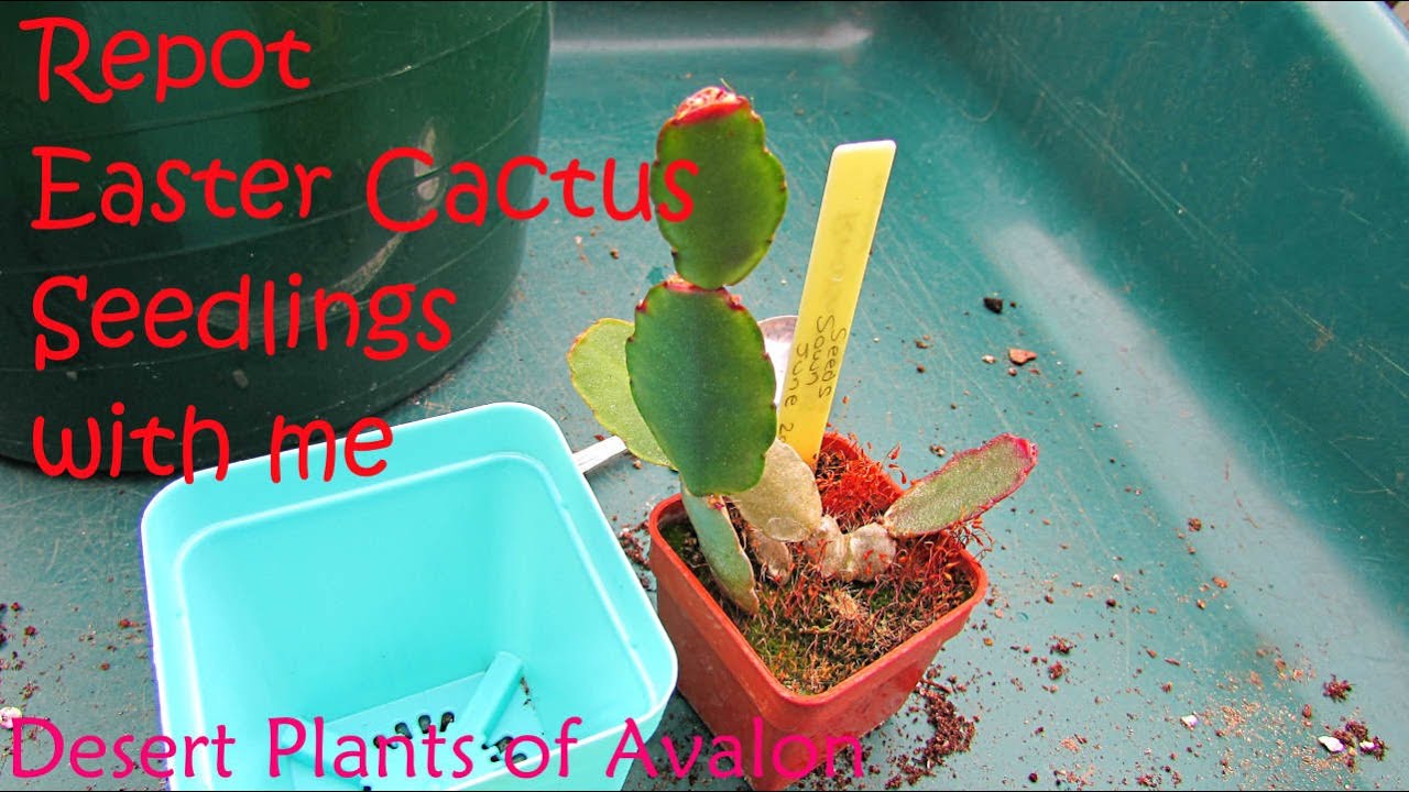 Repotting my 3 year old Easter Cactus Seedlings | Rhipsalidopsis gaertneri