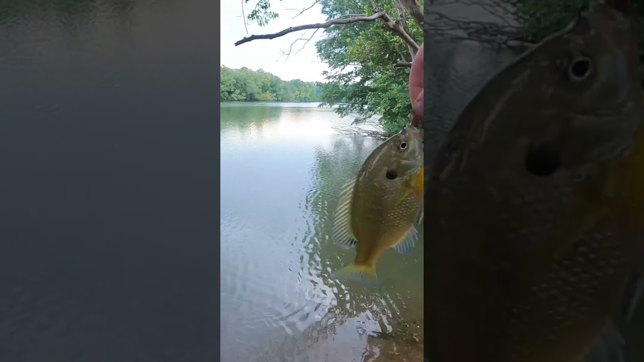 Bank fishing with worms