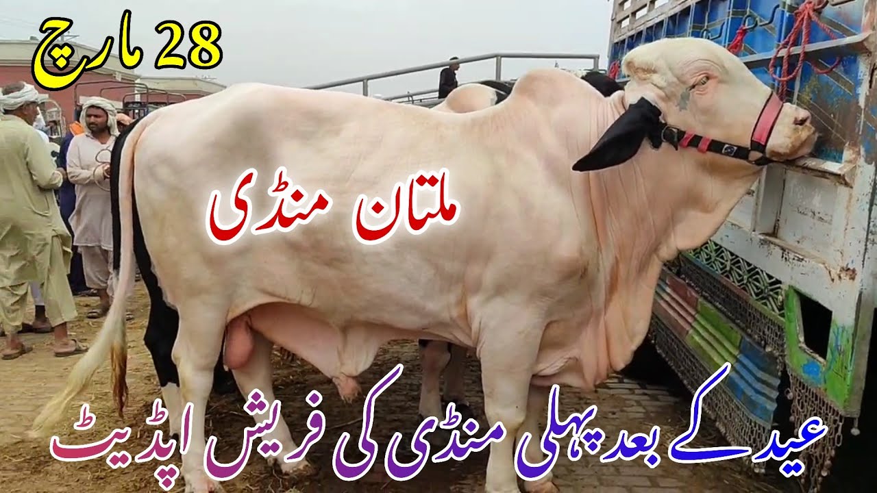 &ldquo;Eid Ke Baad Pehli Multan Mandi 2026 | Fresh Qurbani Janwar Update Today&rdquo;