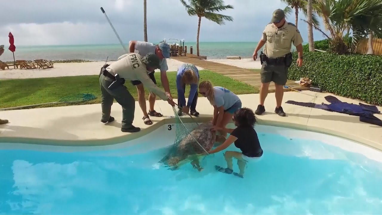 250-Pound Sea Turtle Rescued After Wandering Into Backyard Pool