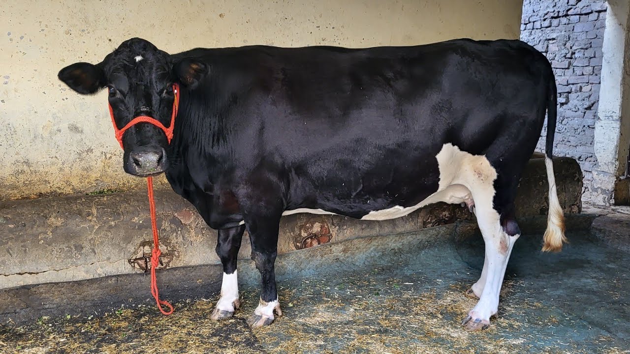 ओबराई डेरी से साँसाराम बिहार जाने वाली एच.एफ दूध 40 से 45 लीटर दाम 1.20 लाख Oberoi Dairy farm