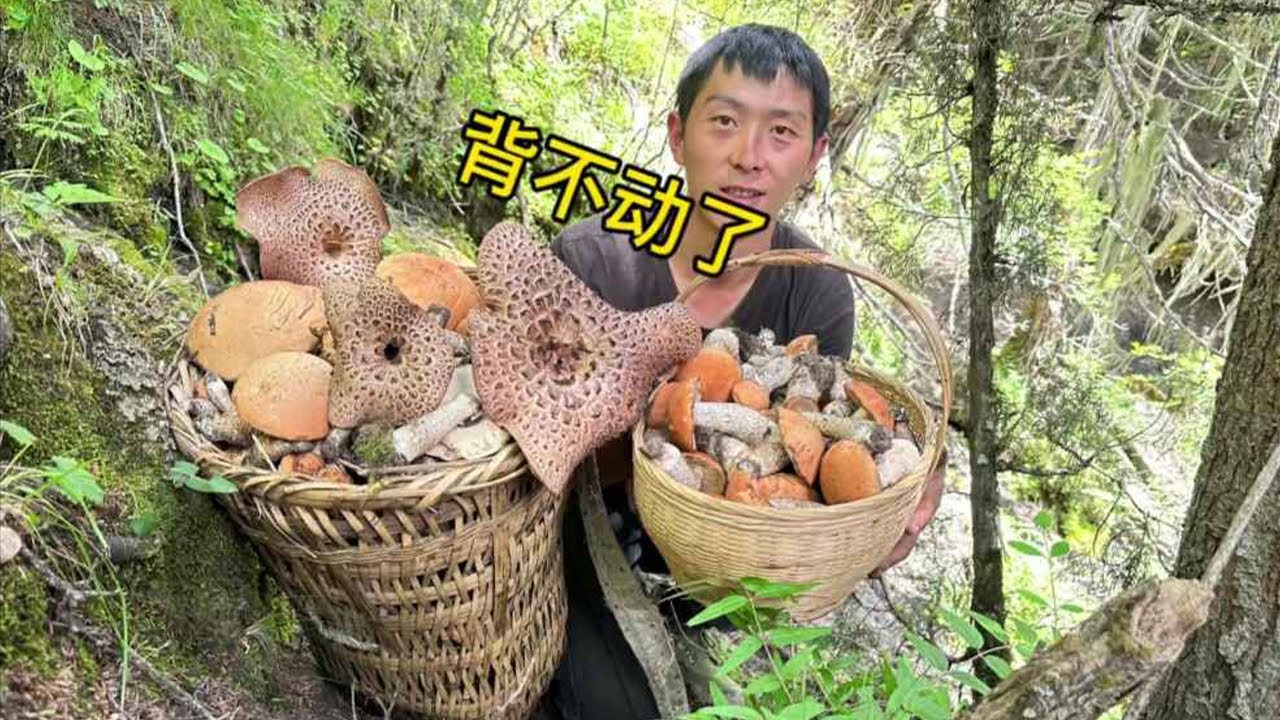 四川的菌子根本撿不完，背篼和籃子都裝不下了，下山還遇到一堆超大虎掌菌【川農小韓】#上山采蘑菇 #野生菌 #户外