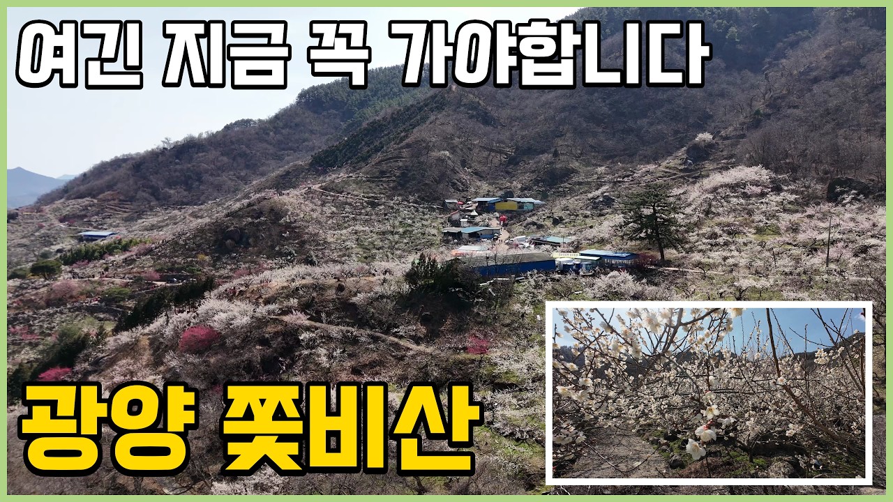 섬진강이 품은 숨은 보석, 광양 쫓비산 매화 산행 (Korea's Hidden Gem for Spring Hiking: Gwangyang Jjotbisan Mountain)