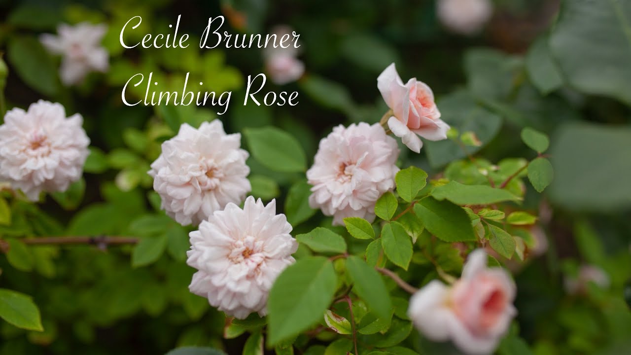 Cecile Brunner Climbing Rose - Year 3