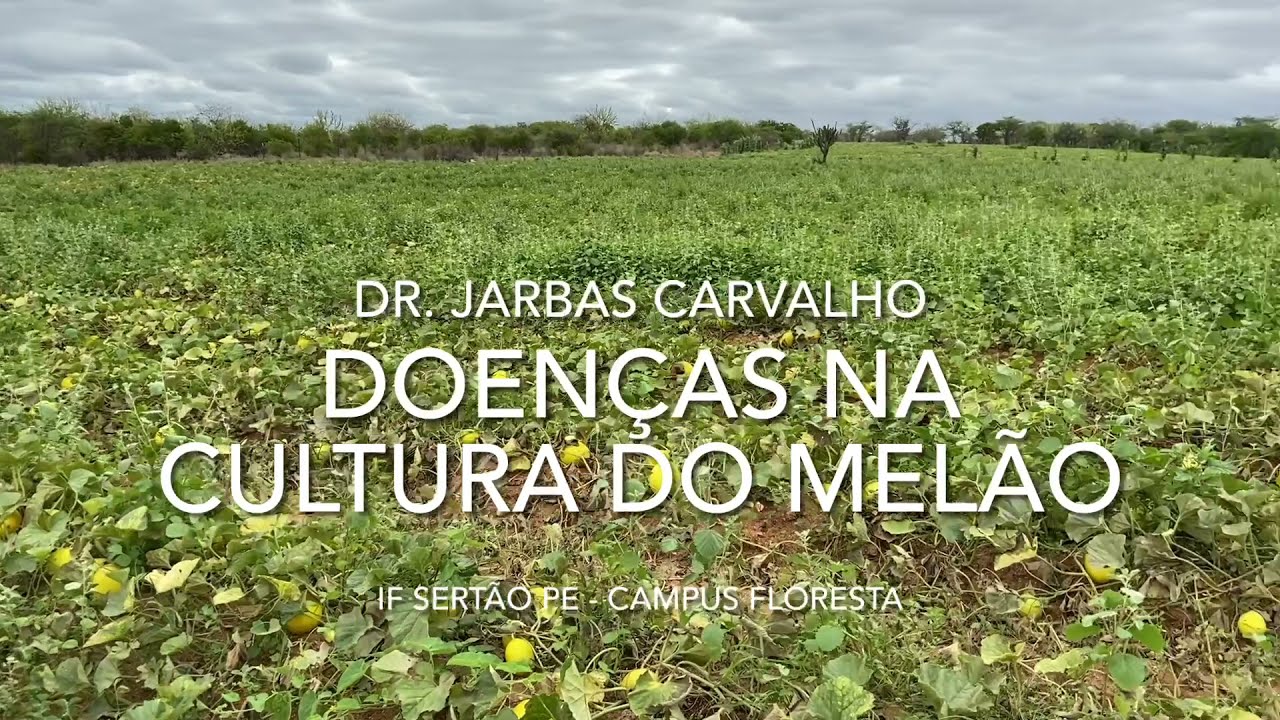 Doenças na Cultura do Melão
