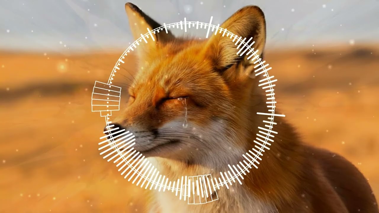 Where has the Fox Been (Where Have You Been X What Does the Fox Say)