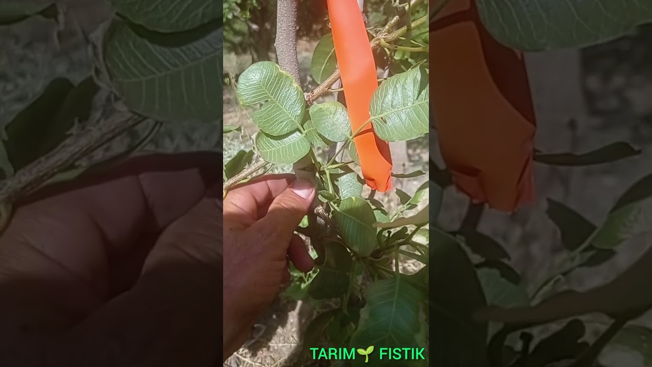 Siirt Fıstığı Yongalı Göz Aşı Sonuç #Pistachio