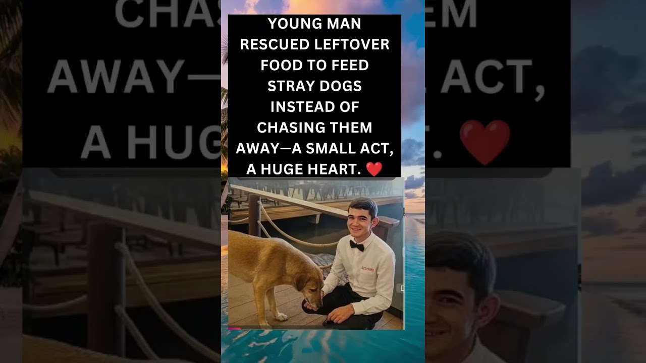 Young Hero Feeds Stray Dogs with Leftover Food 🐾❤️