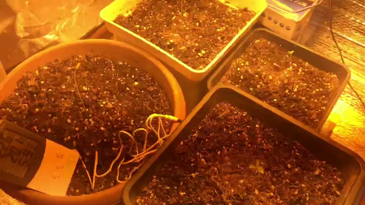 Seguimiento 1, d&iacute;a 2 Cream Caramel AUTO