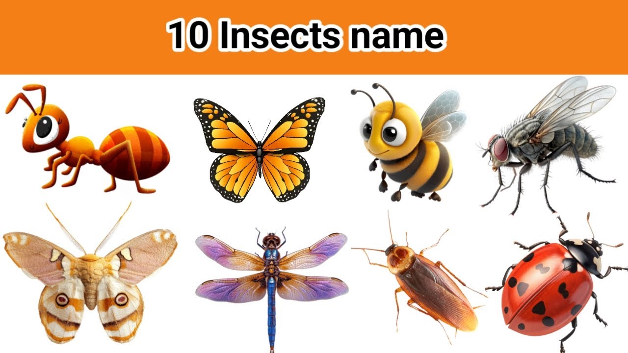 Insect Name in Hindi and English with Pictures | कीड़े मकोड़ों के नाम हिन्दी और अंग्रेजी में #insect
