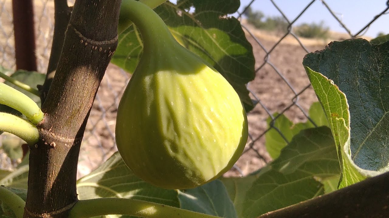 bahçede incirler olmaya başladı (Tire Bardacık,Bursa Karası, Diyarbakır bardacık)#fig#bardacik