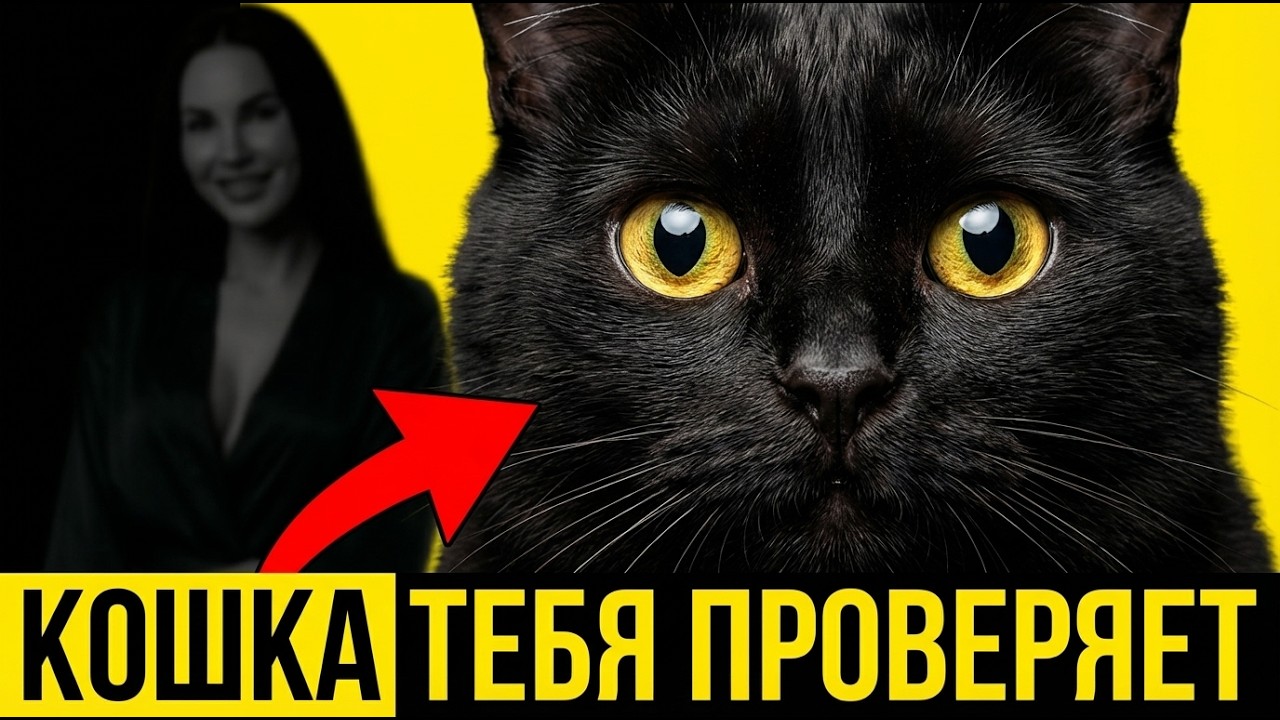 Кошка проверяет тебя каждый день — 14 тайных тестов