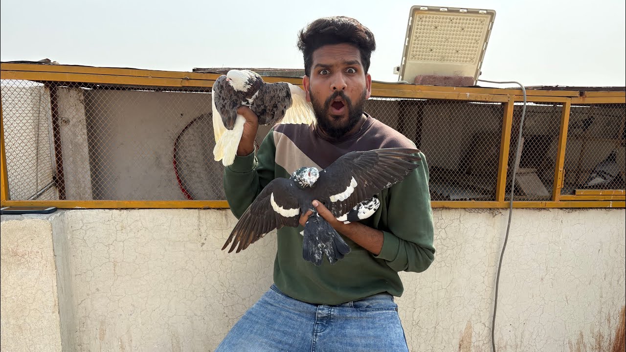 5 new kabutaro ko khol diya or 1 Nikal gaya 😭
