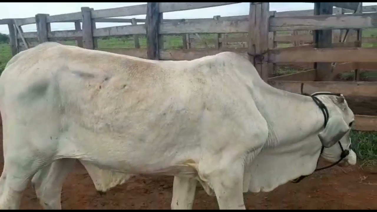 segundo dia de doma dos  dois bezerros nelore, ser&aacute; que deu bom??