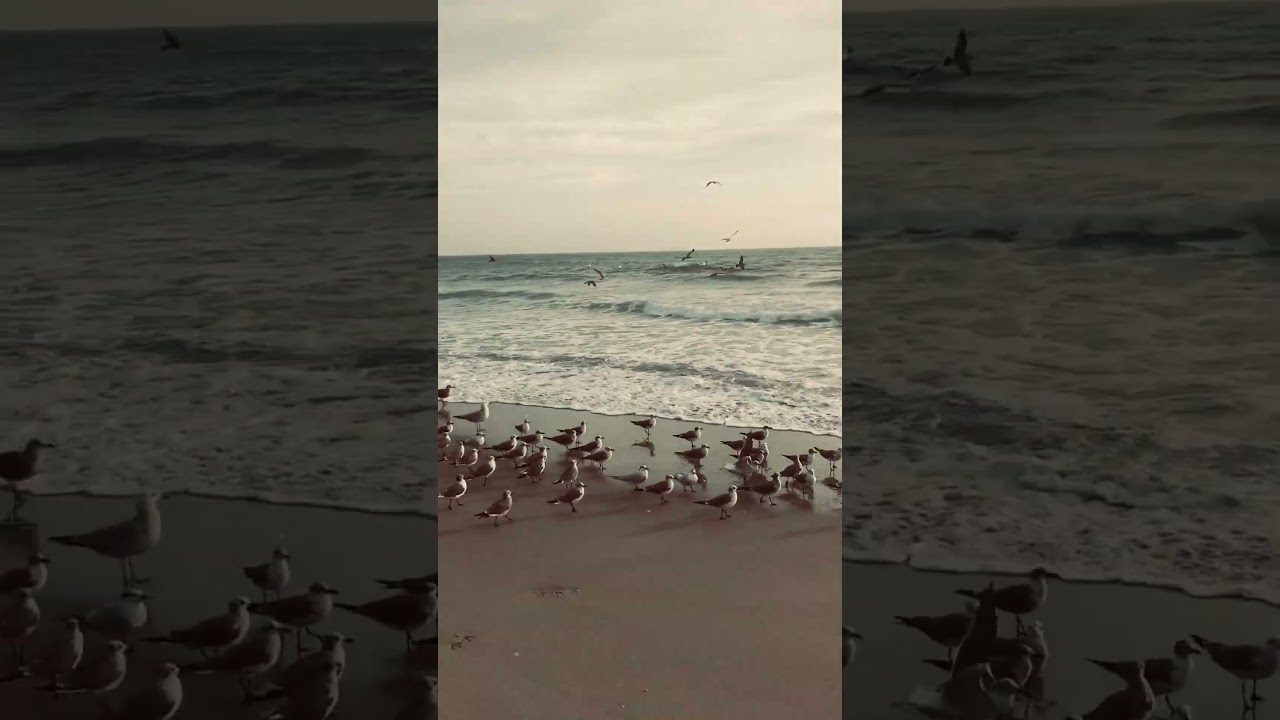Florida Seagulls! 
