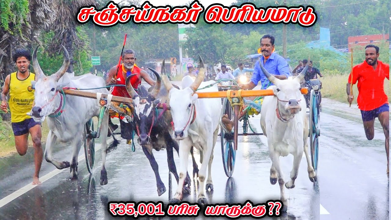 சிவகங்கை மாவட்டம் சிவகங்கை சஞ்சய்நகர் பெரியமாடு நேரலை 35k பந்தயம்