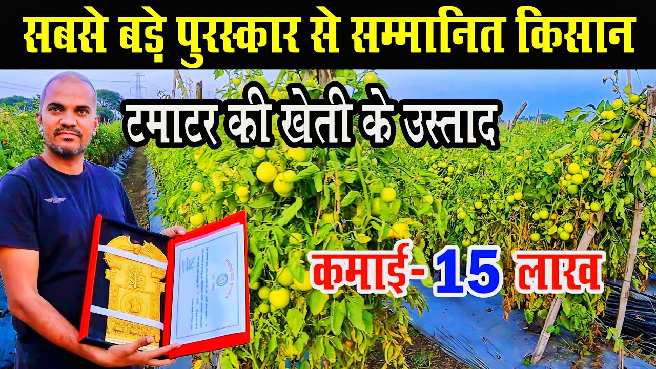 कृषि रत्न से सम्मानित किसान टमाटर की खेती के उस्ताद। Tamater Ki kheti । Tomato Farming Dongargarh cg