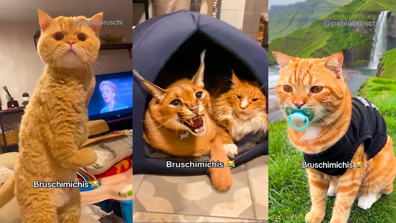 😹 Bruschimichis | 1 Hora de Gatos Graciosos Para Ver Sin Parar