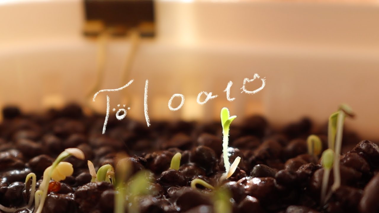 ［vlog］おうちで野菜を育てる🌱水耕栽培を始めた１週間の記録✍️