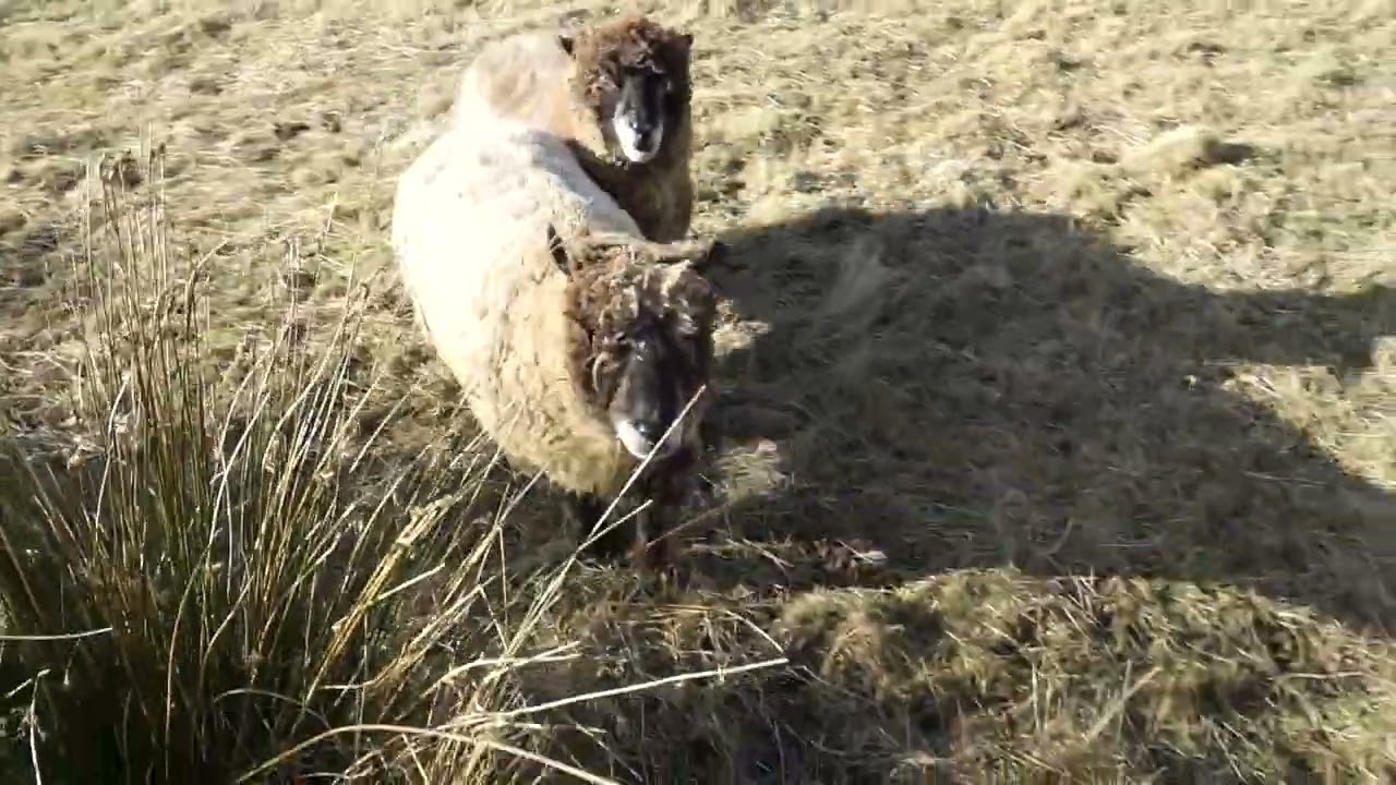 #ryelandsheep