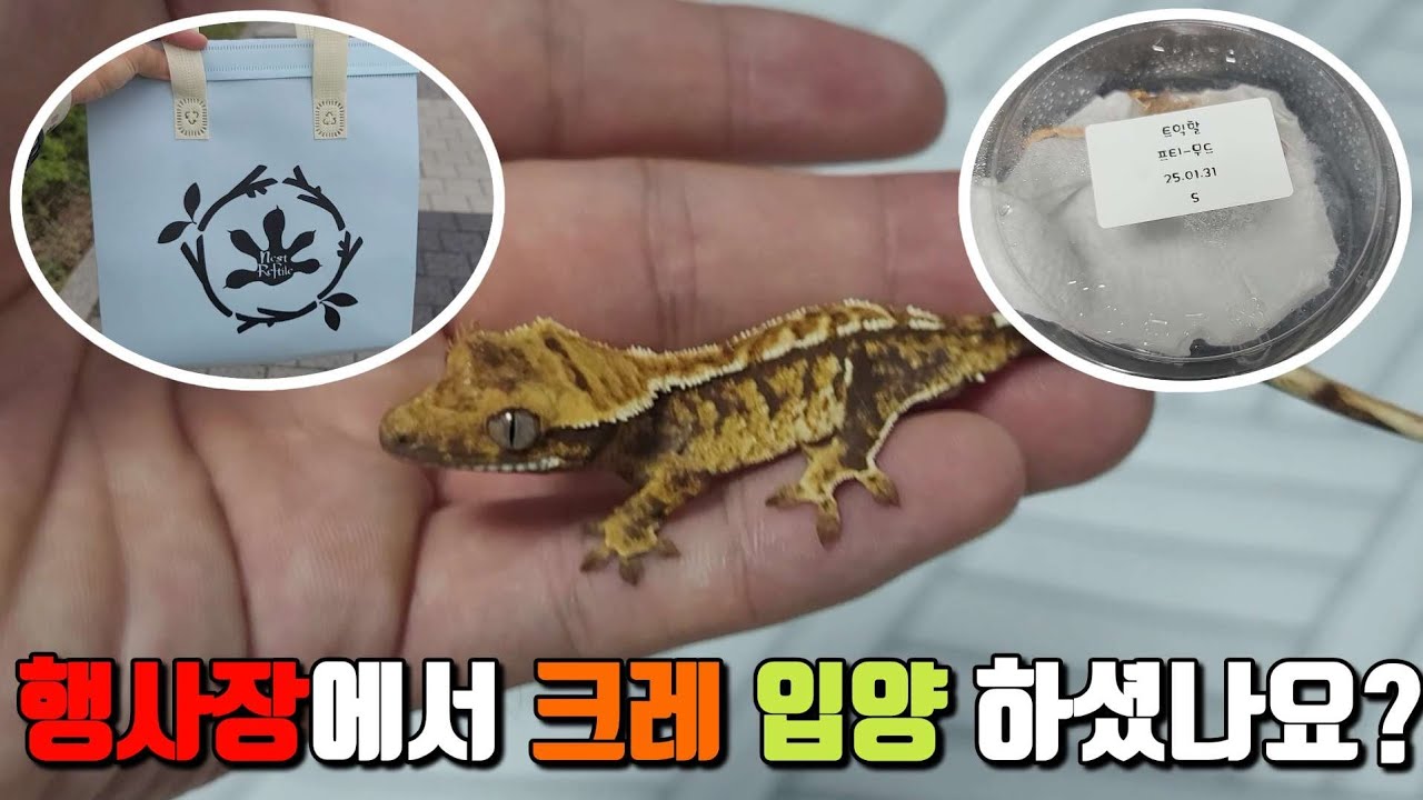 입문자들을 위한 영상,행사장에서 크레를 입양 받으셨나요?