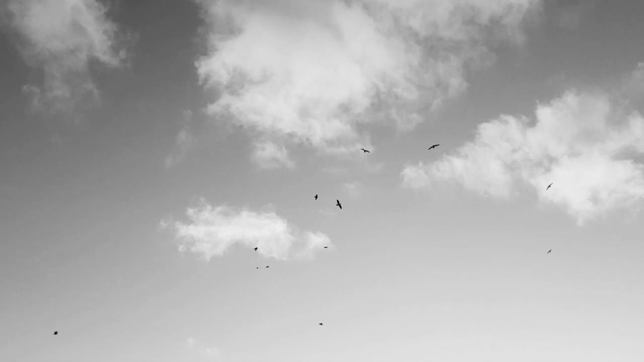 Circling Birds