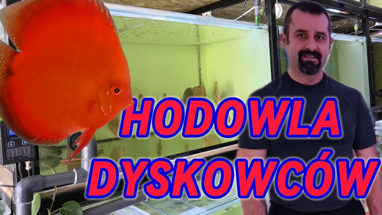 Hodowla Dyskowców Andrzeja