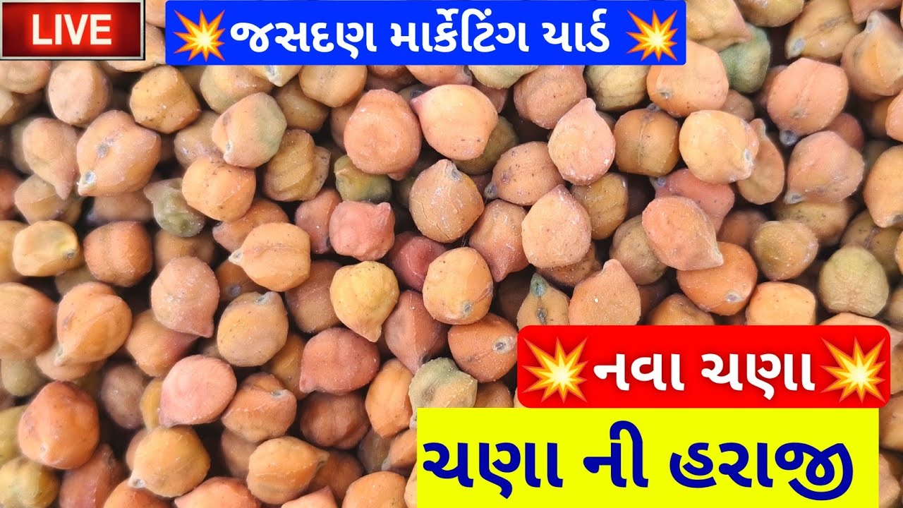 🔴live નવા ચણા ની હરાજી in jasdan APMC,February 10, 2025