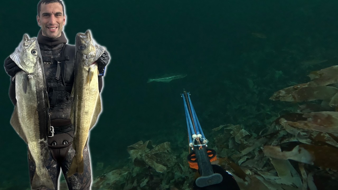 7 days of spearfishing Hitra, Norway pt.2 // Spearfishing Deniz