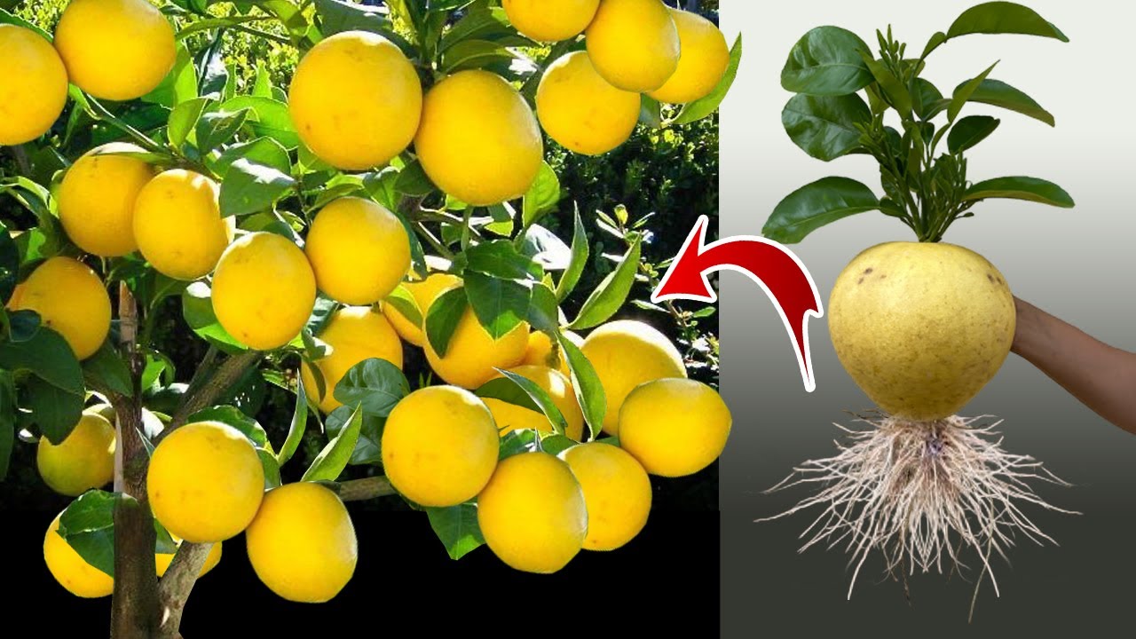 Unique Skill Growing Pomelo tree From pomelo fruit Using Garlic With Quick and Easy Techniques
