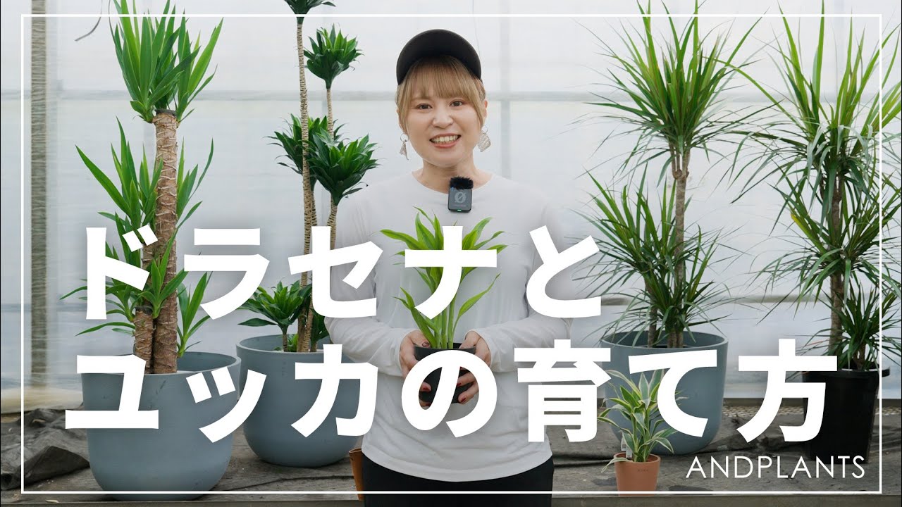 【完全版】ドラセナとユッカの育て方｜正しい葉の整理＆成長しすぎ対策
