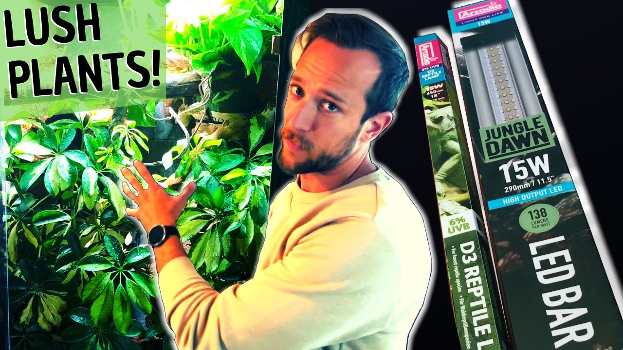 Lights for Vivarium WHY YOUR PLANTS ARE DYING!!