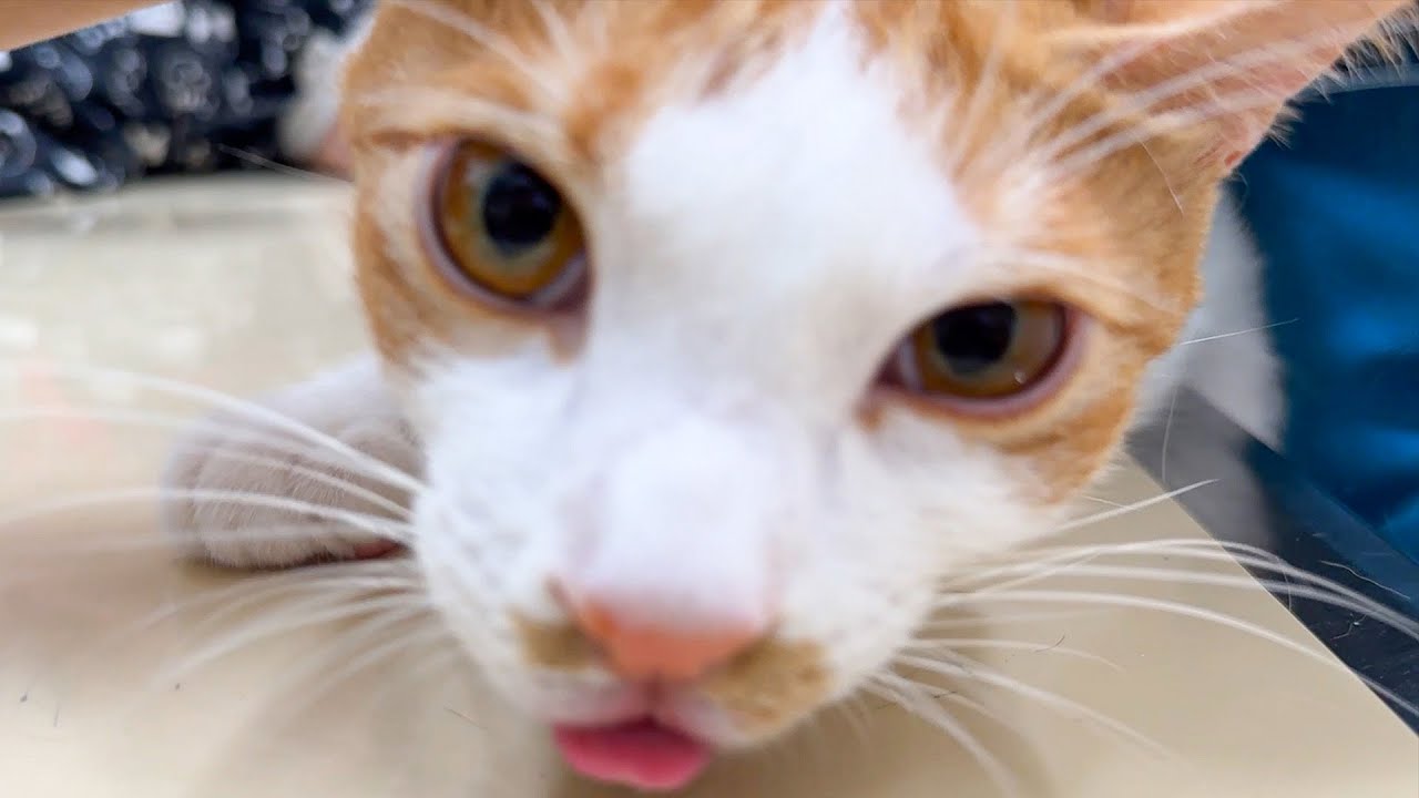 子猫の嘔吐が止まらなくなってしまい緊急で病院に連れて行きました