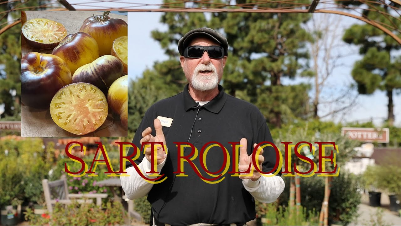 2026 Tomato of The Year 'Sart Roloise'