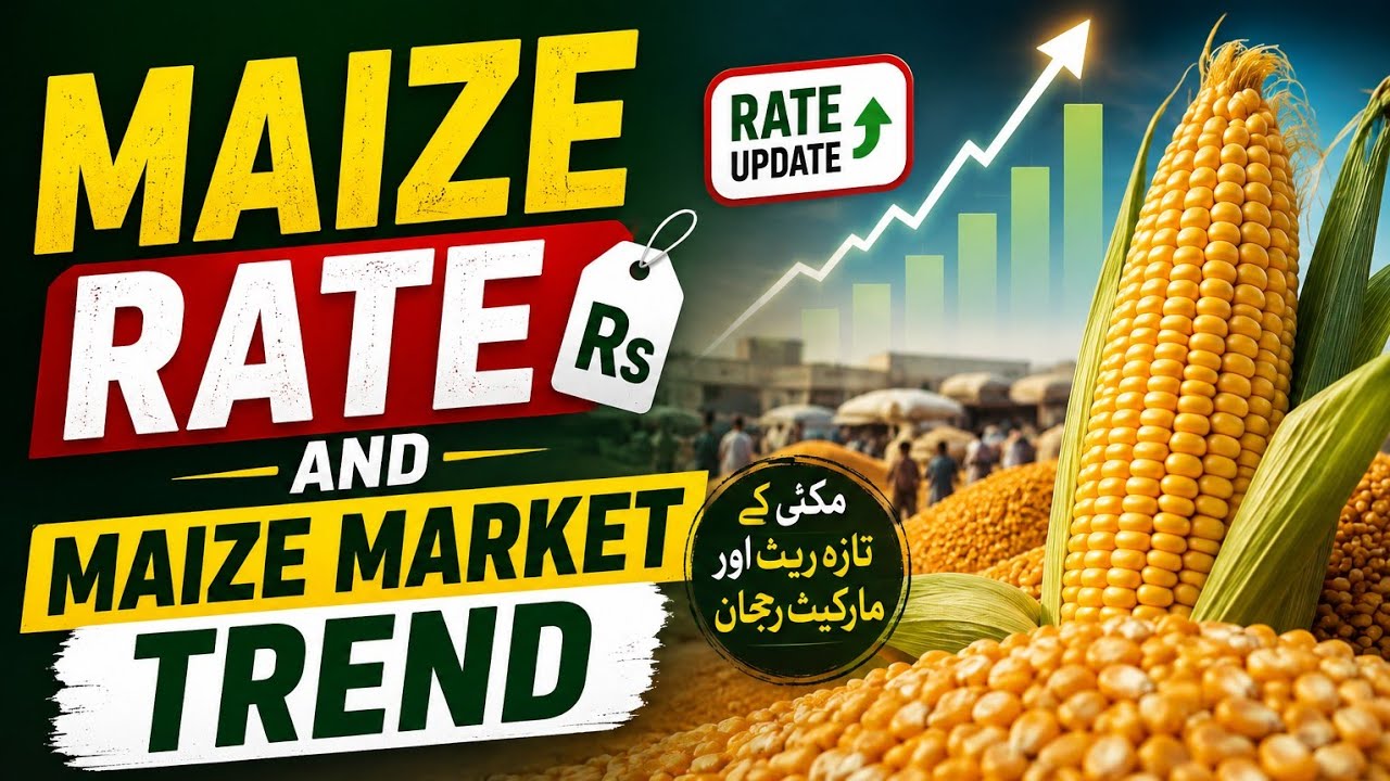 Maize| market trend of maize | rate of maize 30-7-26