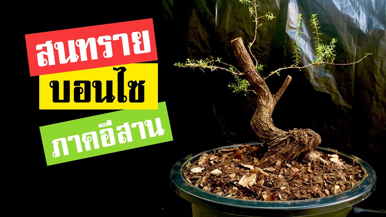 บอนไซ : การสร้างบอนไซสนทราย | Bonsai 007