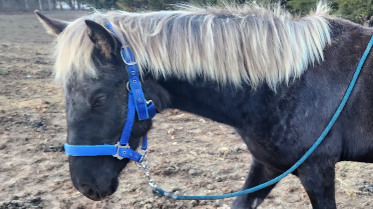 Упражнения Journey #hooserhorsemanship #rockymountain #SilverBlack #horsetraininggroundwork