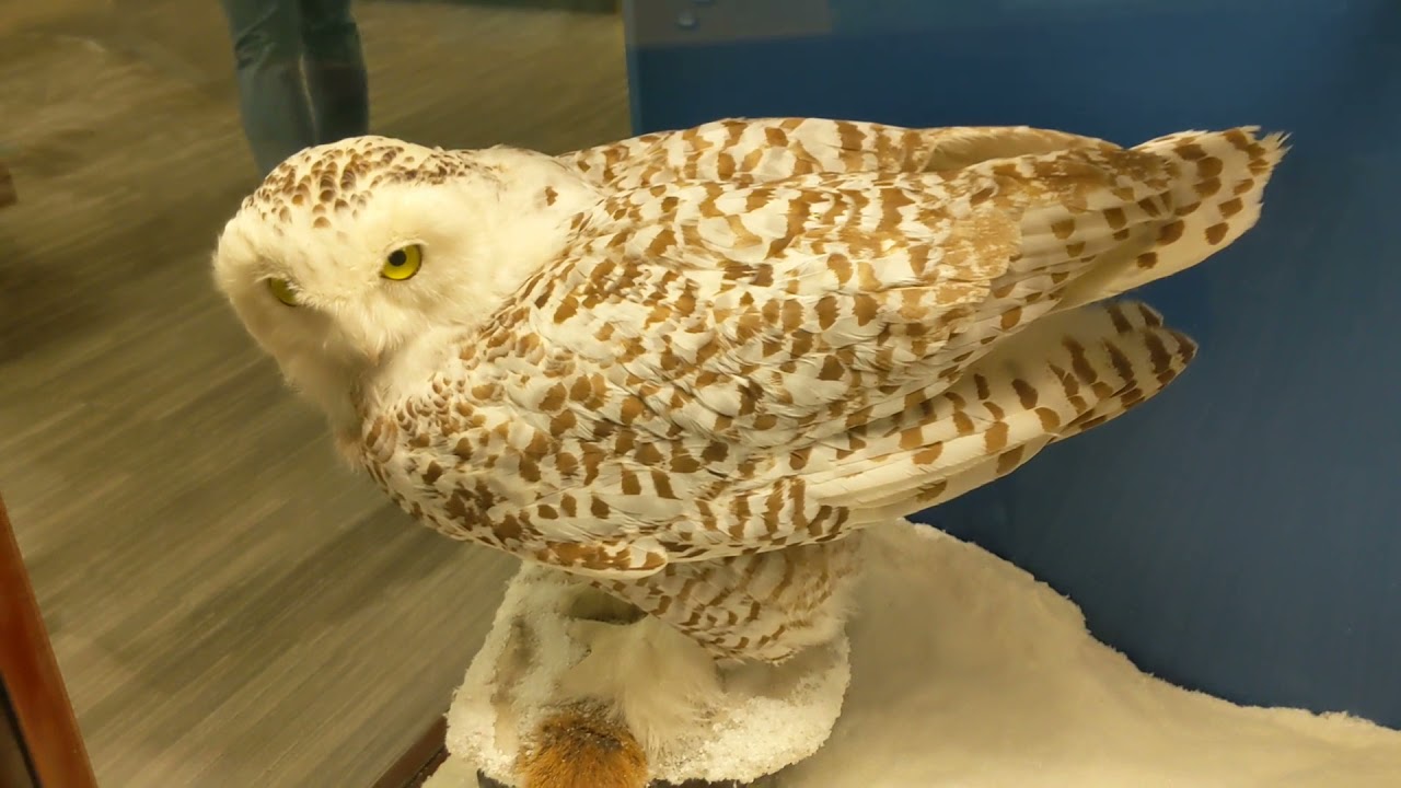 Field Museum/Chicago Part 4 taxidermied birds and other animals