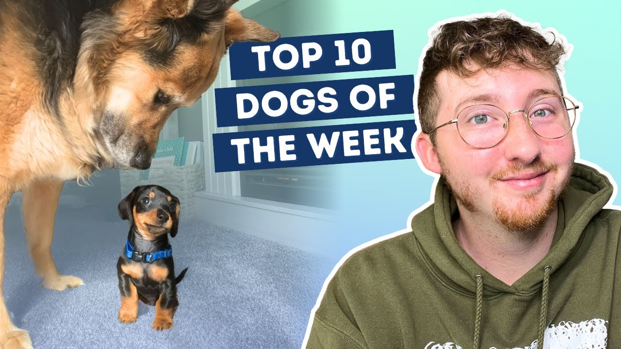 Big Dog Confused By Little Dog