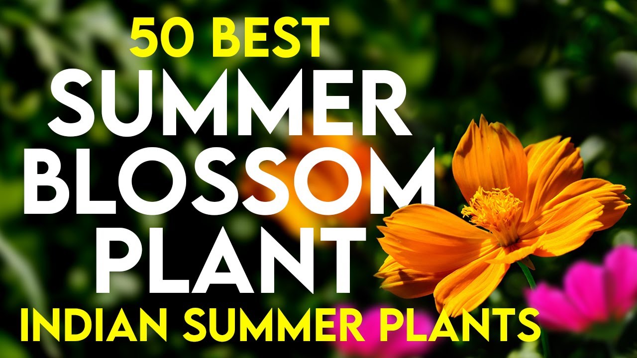 50 best summer flowering plants in india | summer blossom plant | flower plants for summer
