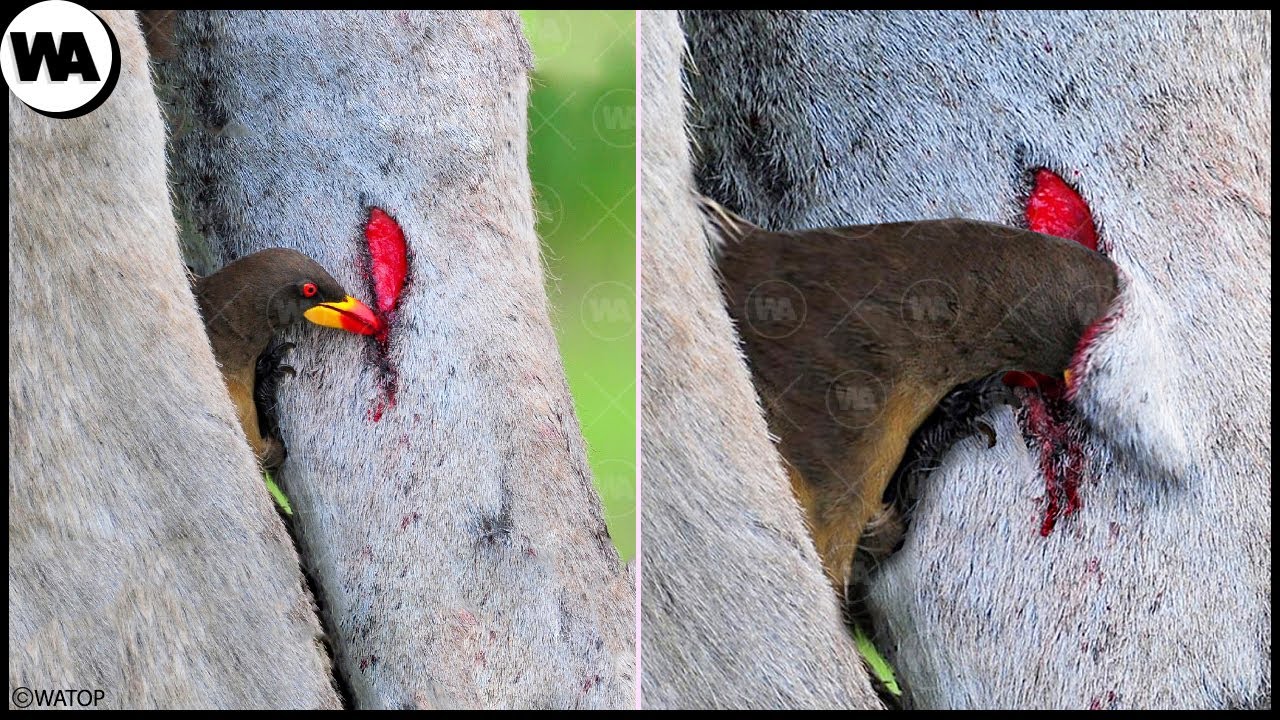 Les Animaux Qui Travaillent Trop