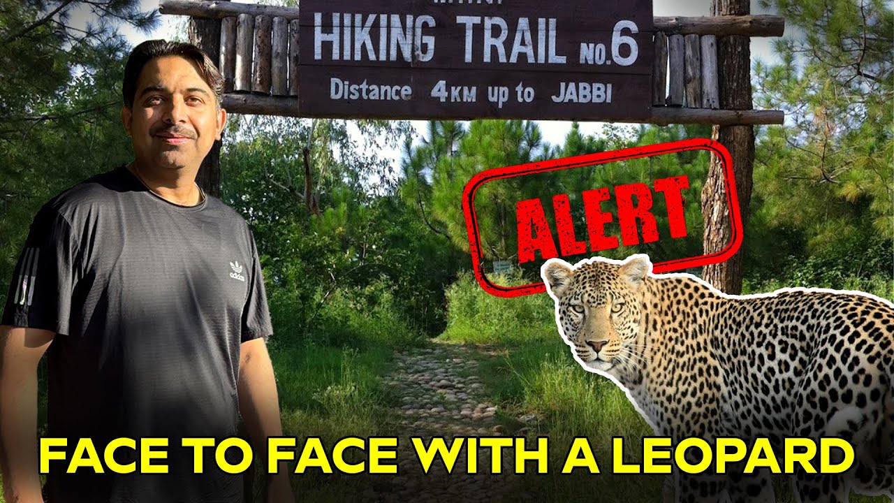 Presence of Leopards in Trail 6 Islamabad