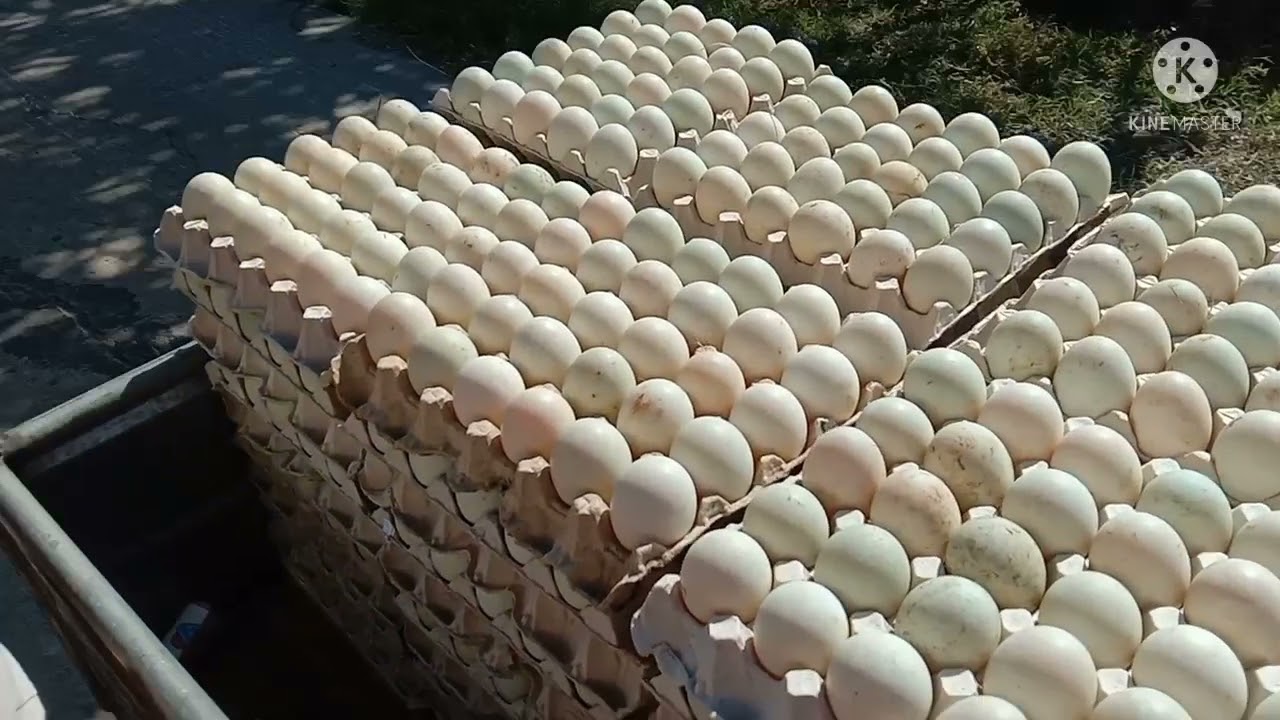 Balut business. Iba't ibang gawain sa balutan ating alamin.