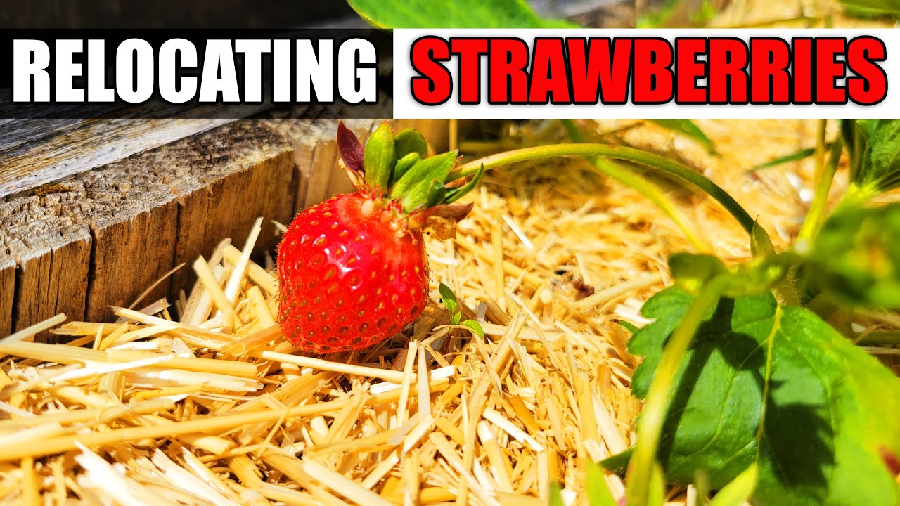 Relocate A Strawberry Plant - Garden Quickie Episode 72